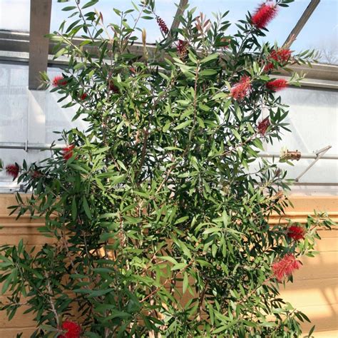 Karminroter Zylinderputzer Callistemon Citrinus