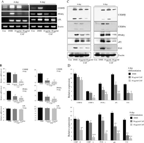 Effect Of Caf On The Expression Of Adipogenesis Related Genes In 3t3 L1