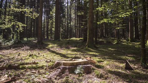 Tote Bäume Schweizer Wald leidet stark unter Hitze und Trockenheit