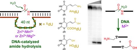 Dna催化酰胺水解journal Of The American Chemical Society X Mol