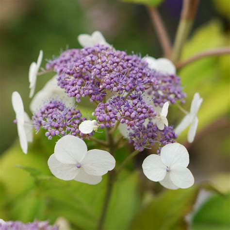 Hydrangea Aspera Hot Chocolate Hortensia Arbustif Au Feuillage Chocolat