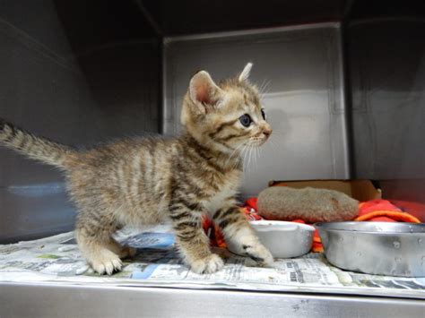 子猫の里親募集｜横浜市瀬谷区「あき動物病院」