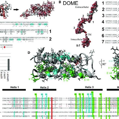 Evolutionary Relationships Of Vertebrate Leptin Receptor Lepr