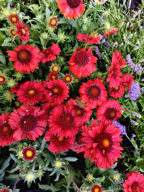 Gaillardia Aristata Arizona Red Shades