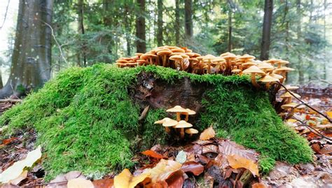 Cueillir Des Champignons Avec Un Guide Facile Ici