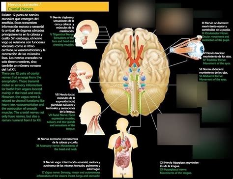 Nervios Craneales Parte I Diagrama Flashcards Quizlet Porn Sex Picture