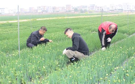 【巩固脱贫攻坚成果 助力乡村振兴】田东法院“葱”劲十足，助力乡村振兴 澎湃号·政务 澎湃新闻 The Paper