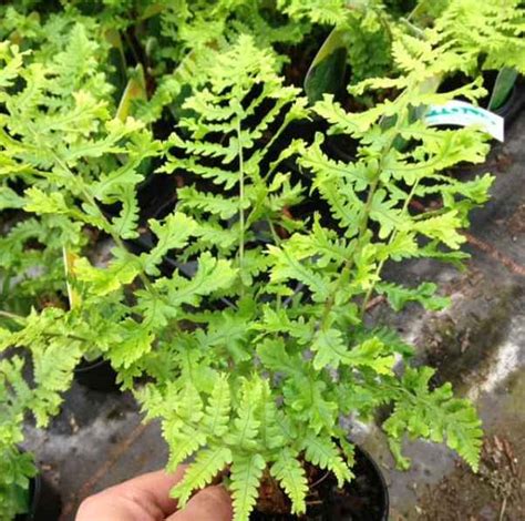 Best Ferns To Grow In Dry Shady Areas Of The Garden Uk