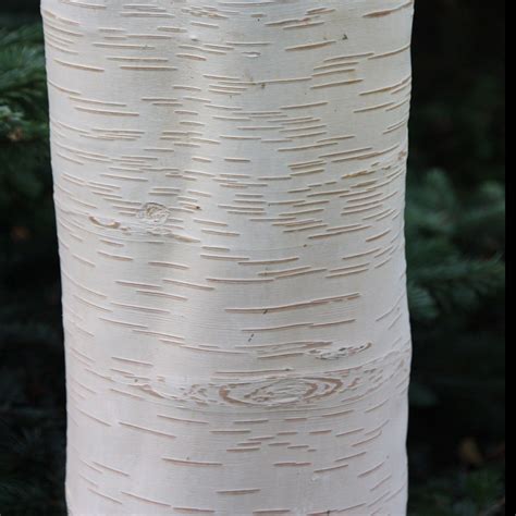 Buy Himalayan Birch Betula Utilis Subsp Jacquemontii Grayswood Ghost