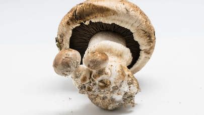 Agaricus Bisporus Gu A Completa De Identificaci N De Hongos