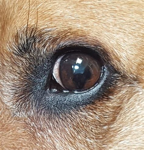 My 11 Year Old Dog Has Had A Growing Black Blob In Her Left Eye And Is