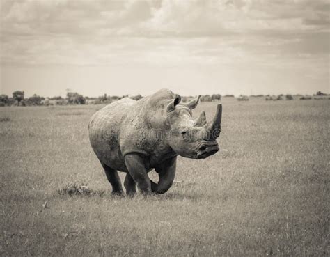 Southern White Rhino stock photo. Image of rhinocerotidae - 120179402