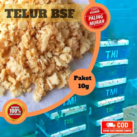 Jual Telur Lalat Bsf Fresh Larva Maggot Paket Gram Kota Bandung