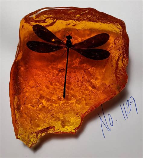 Dragonfly In Amber Resin Size Medium Rock For Outlander By Diana