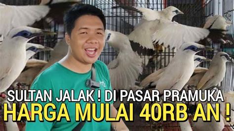 Update Harga Burung Jalak Lengkap Dan Murah Rb An Di Kios Sigit