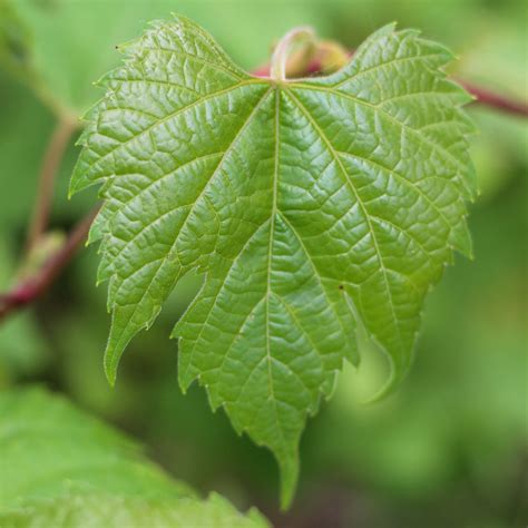 foraging for grape leaves in Chicago - Cardamom and Tea