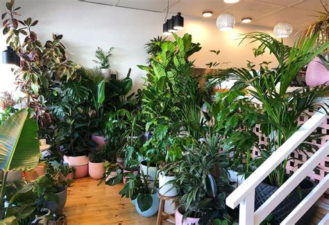 Green Up Your Home Post Lockdown With This Massive Indoor Plant Sale In