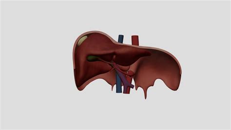 Liver Anatomy 3d Models Sketchfab