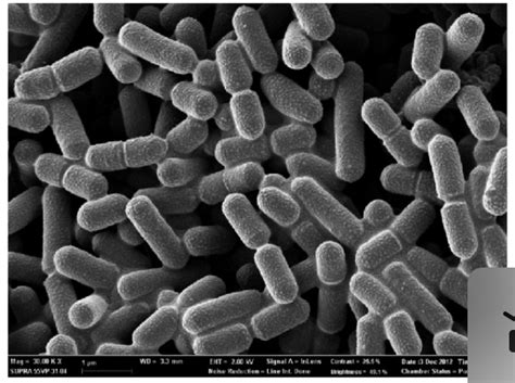 Lactobacillus sanfranciscensis - microbewiki