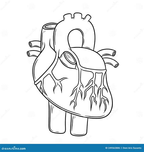 人体心脏解剖学 库存例证 插画 包括有 医疗 华伦泰 空白 心血管 背包 关心 人力 器官 249563886