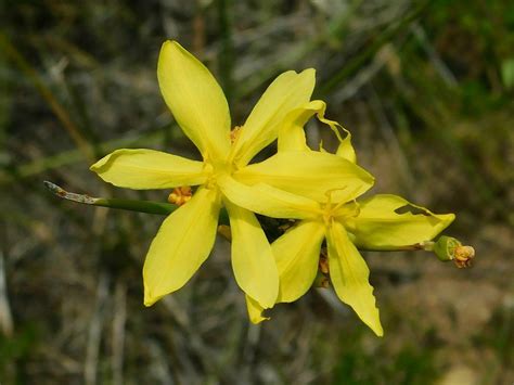 Long Rushiris From Greyton Nature Reserve South Africa On