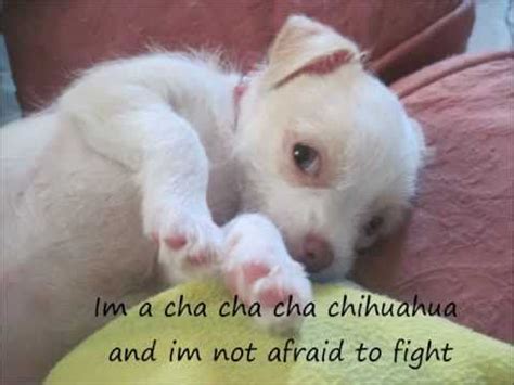 Cha-cha-cha Chihuahua Song Lyrics