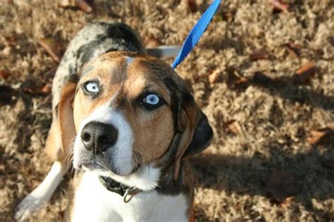 Australian Shepherd And Beagle Mix Dog Beagles