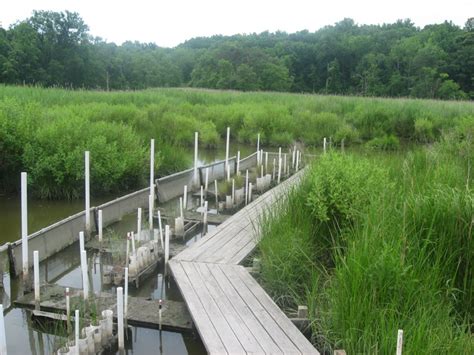 Shorelines » Blog Archive Marsh Rovers: Research at the SERC Marsh ...