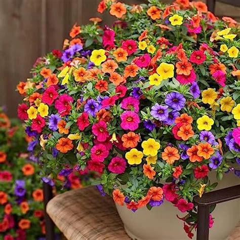 Do Petunias Need Full Sun? (Answered) - Conserve Energy Future