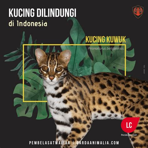 Gambar Kucing Hutan Indonesia