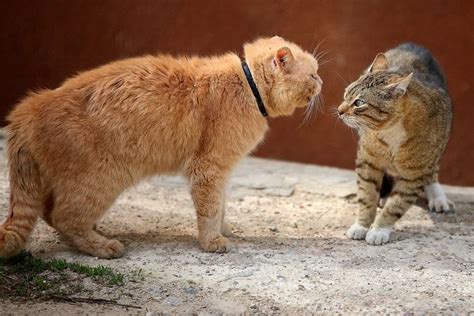 Do Cats Get Jealous Of Other Cats A Veterinarian Explains