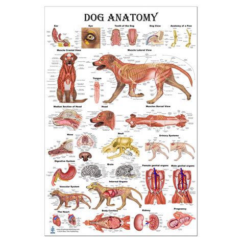 Slp Anatomy Flip Charts