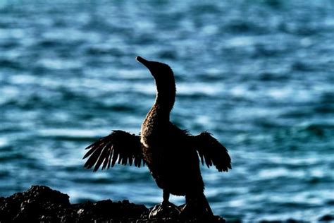 "Flightless Cormorant" Images – Browse 323 Stock Photos, Vectors, and ...