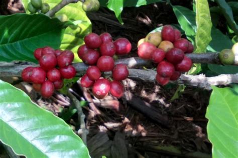 Petani Kopi Robusta Tanggamus Lampung Bertahan Di Tengah Pandemi