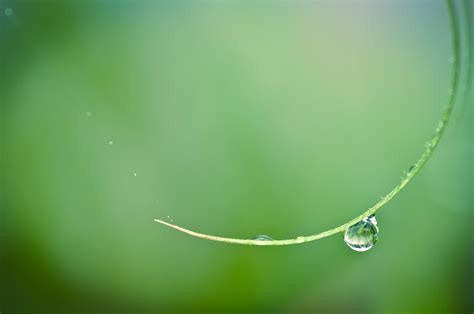 Water Drops Blurred Green Macro Hd Wallpaper