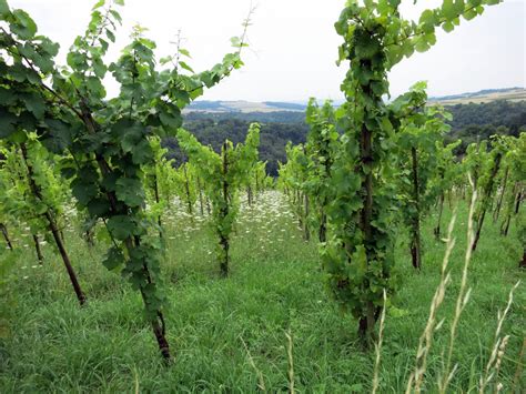 Kostenlose Foto Traube Rebe Weinberg Wein Feld Reise Europa