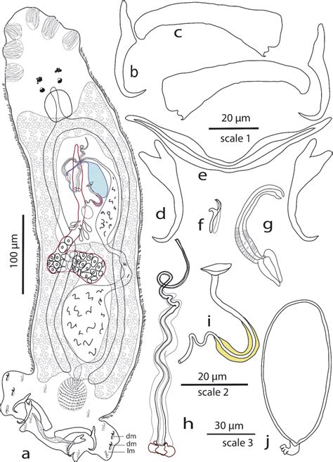 Teraplectanum N G Monogenea Diplectanidae From The Banded Grunter