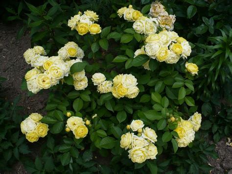 Роза Голден Бордер Фото И Описание – Telegraph