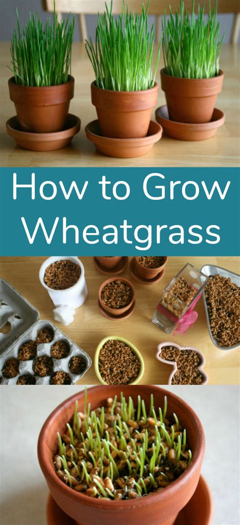 How To Grow Your Own Wheatgrass Make And Takes Growing Wheat Grass Growing Food Indoors