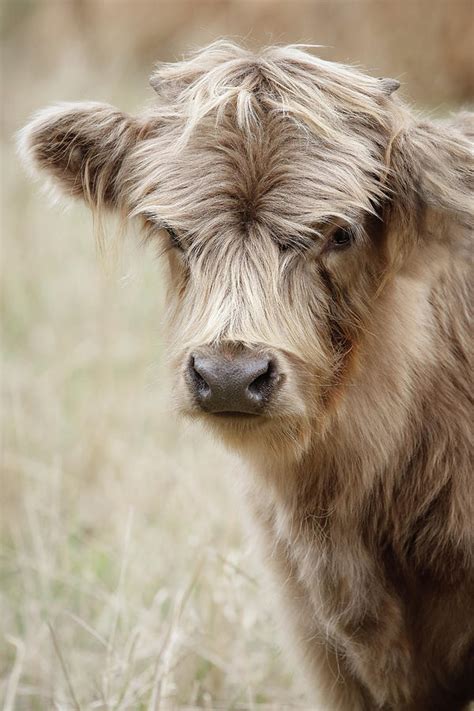 Baby Scottish Highland Cow Photograph by Athena Mckinzie - Pixels