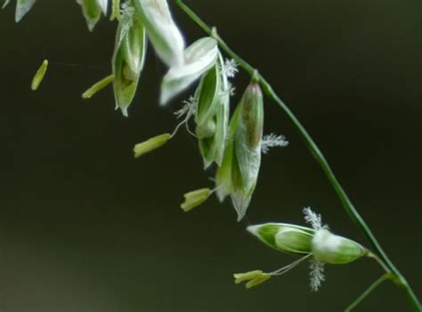 Melica mutica (Two-flower Melic Grass) | Naturescapes of Beaufort, SC