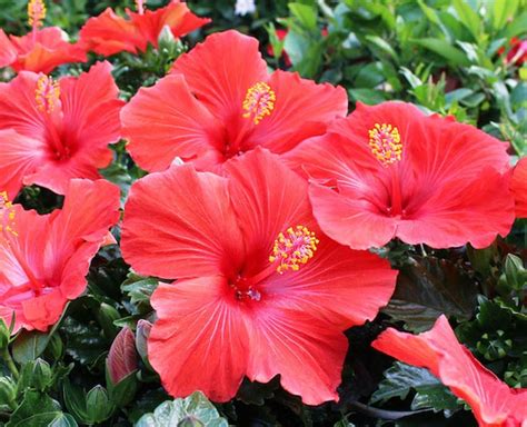 Here Are Some Amazing Benefits Of Hibiscus For Hair Herzindagi