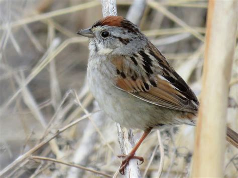 Swamp Sparrow | Ornithology, Birds, Animals