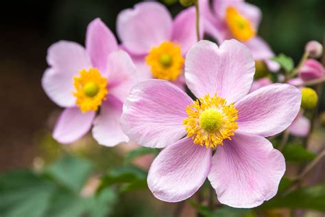 15 Flowering Shade Perennials for Fall