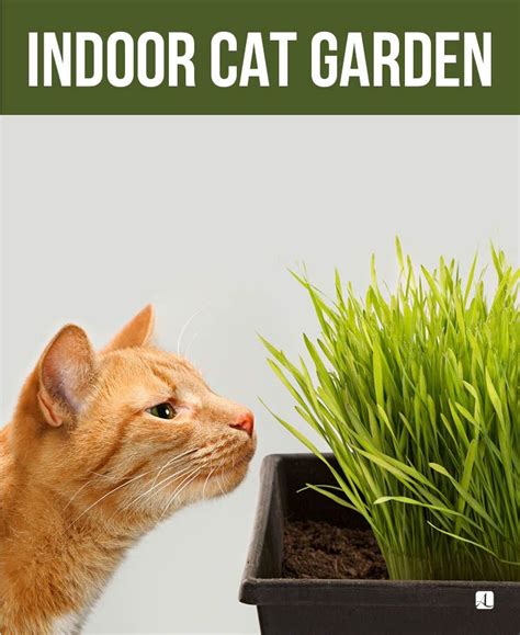 A Beginners Guide For Creating An Indoor Cat Garden American Lifestyle Magazine Indoor Cat