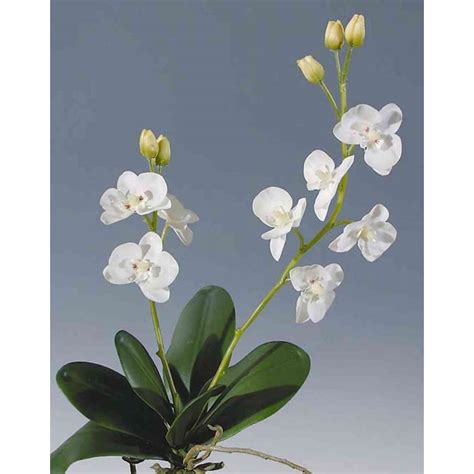 Acheter Des Orchid E Phalaenopsis Artificielle Xenja Piquet Blanc Cm