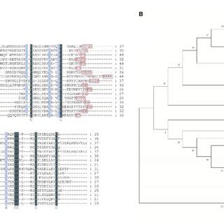 Ptilp Multiple Sequence Alignment And Phylogenetic Analysis A