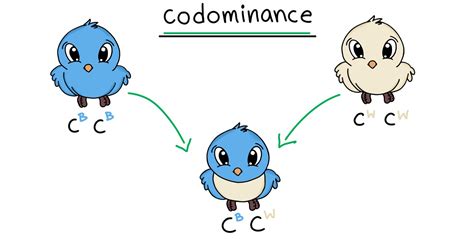 Codominance — Overview & Examples - Expii