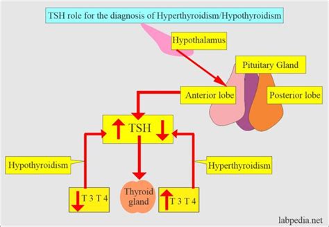 Thyroid Part 2 Tsh Thyroid Stimulating Hormone Thyrotropin