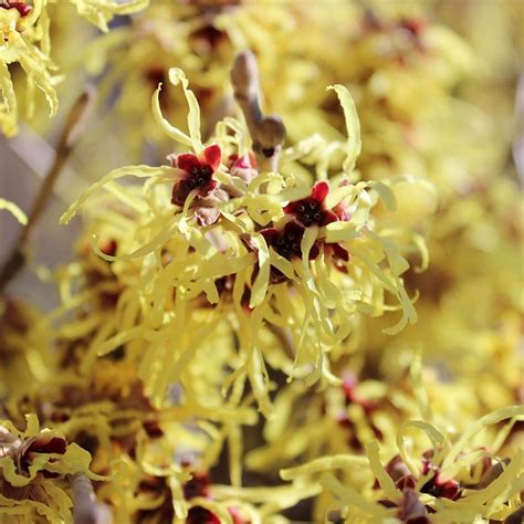 Hamamelis X Intermedia Arnold Promise White Flower Farm